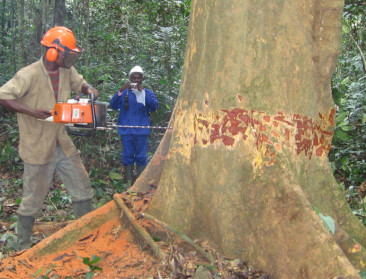 Europees Parlement bevestigt uitstel ontbossingswet