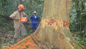 Europees Parlement bevestigt uitstel ontbossingswet