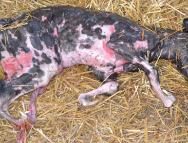 Schmallenbergvirus duikt weer op in Vlaanderen