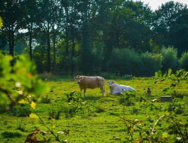 Minder vlees eten neemt maar kleine hap uit Vlaamse CO2-uitstoot