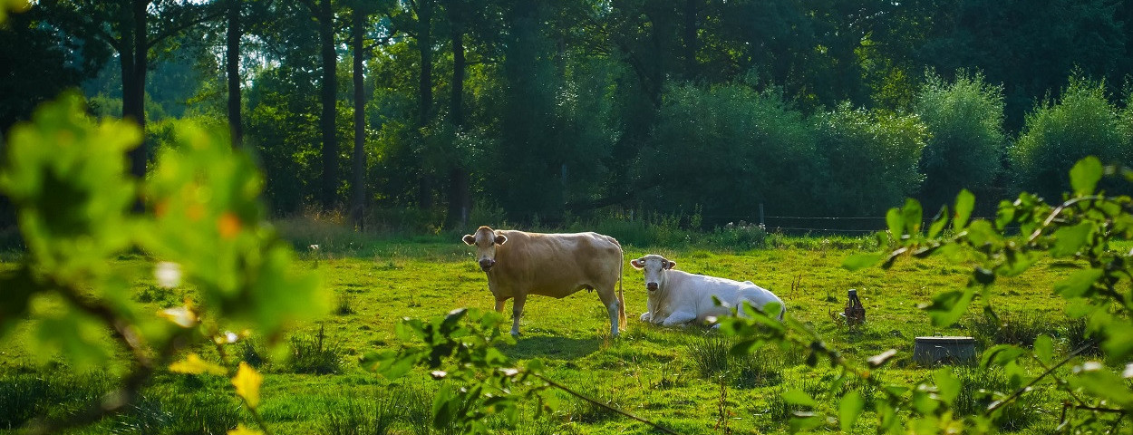 vleesvee-koe-weide-1250