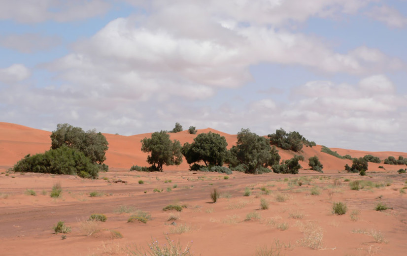 24 miljoen mensen zonder water en voedsel door Afrikaanse droogte