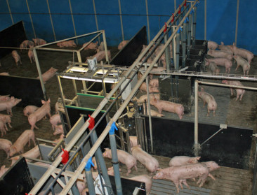 Twee crisissen duwen varkensprijzen naar dieptepunt