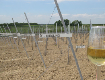 Limburgse wijn zet eerste stap richting oorsprongslabel