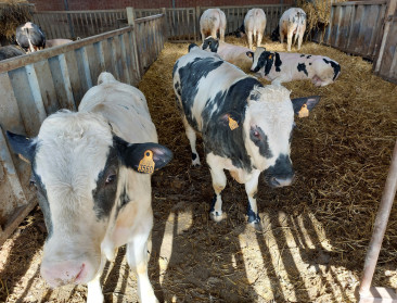 Minder methaan, meer winst: onderzoek naar voer en genetica maakt veehouders rijker en zuiniger