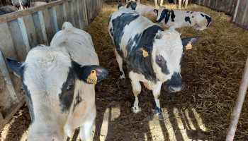 Minder methaan, meer winst: onderzoek naar voer en genetica maakt veehouders rijker en zuiniger
