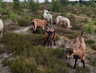 ‘Digitale afrastering’ vervangt schrikdraad