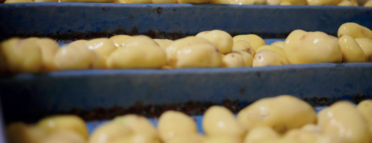 Agristo aardappelverwerking_Agristo