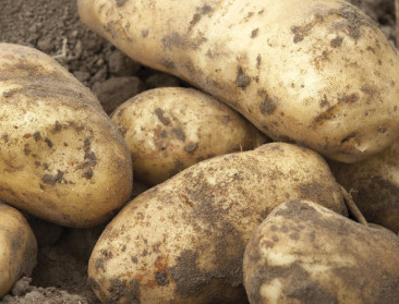 Heeft de aardappelmarkt een kantelpunt bereikt?