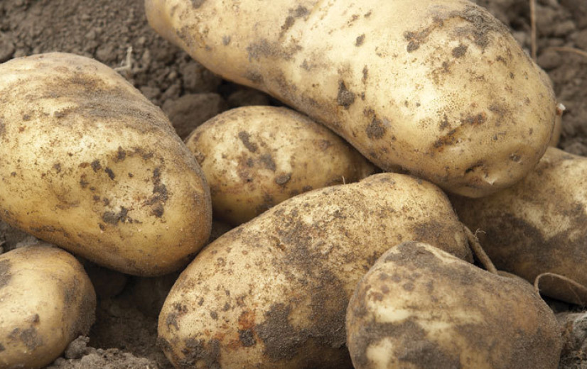 Heeft de aardappelmarkt een kantelpunt bereikt?