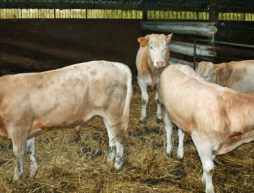 Mars in Brussel voor sluiting slachthuizen