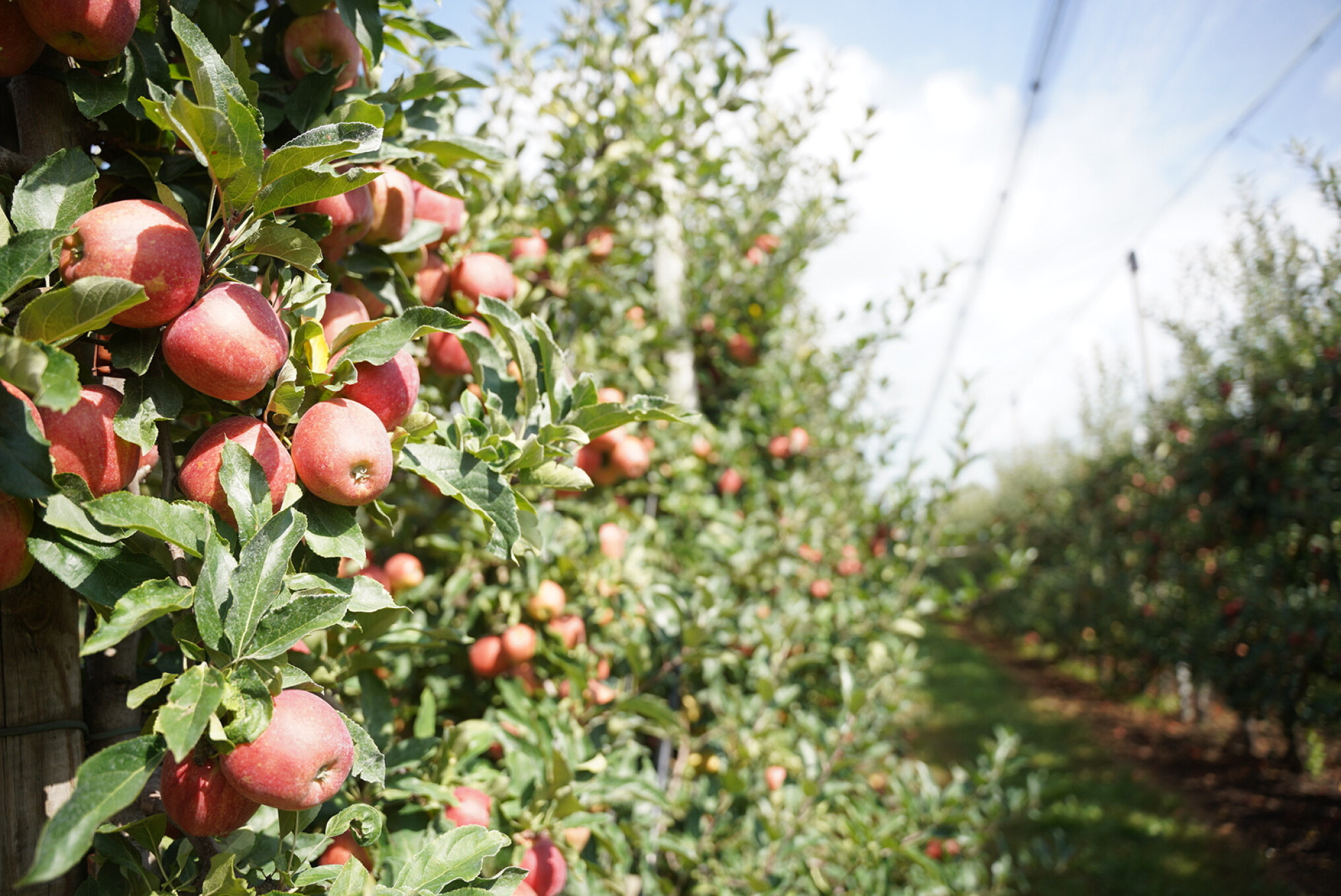appels hagelnet