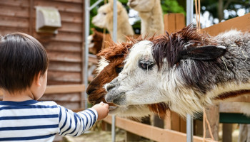 Oost-Vlaamse zorgboerderijen zetten autisme centraal op Wereld Autisme Dag