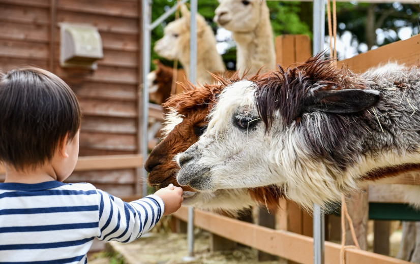Oost-Vlaamse zorgboerderijen zetten autisme centraal op Wereld Autisme Dag