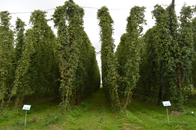 hop inagro