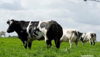 "Broeikasgasuitstoot witblauw rundvlees is beperkt"