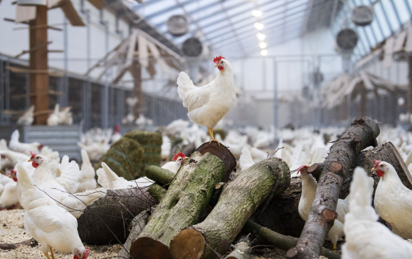 Klimaatneutrale eieren van Nederlandse Kipster-boerderij nu ook in België te koop