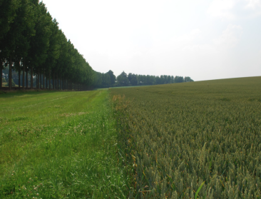 Agentschap roept landbouwers op om grasbufferstroken tijdig in te zaaien