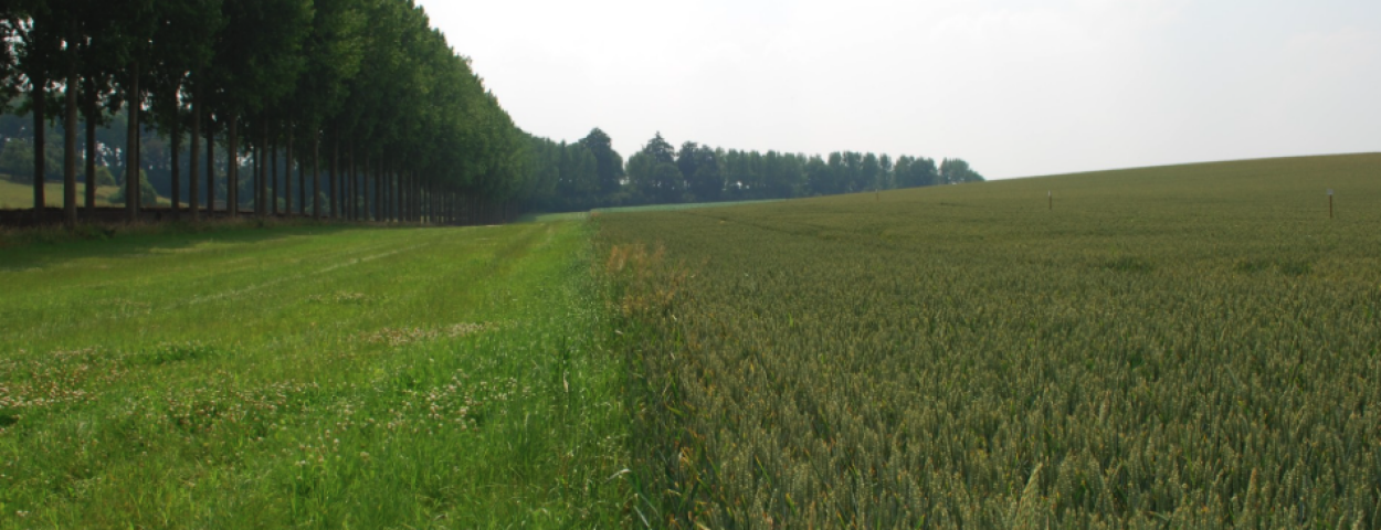 Grasbufferstroken_Erosie_COP_Agentschap Landbouw en Zeevisserij