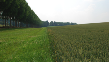 Agentschap roept landbouwers op om grasbufferstroken tijdig in te zaaien
