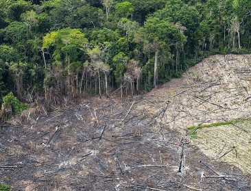 EU gaat strijd aan met wereldwijde ontbossing
