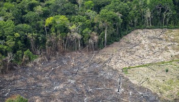Zorgen over implementatie van Europese ontbossingsverordening