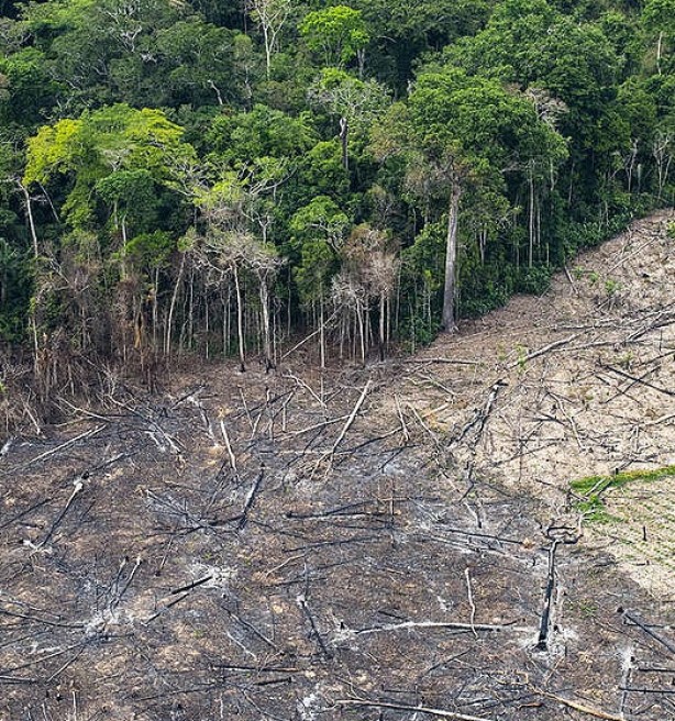 Ondanks Lula’s beloftes blijft ontbossing Amazonewoud toenemen