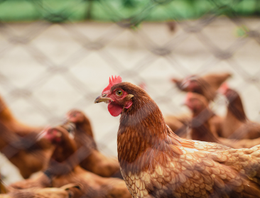 Besmetting met vogelgriep bij derde pluimveebedrijf in Sint-Laureins