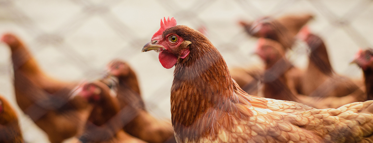 leghenkippluimveevogelgriepophokplicht-1250