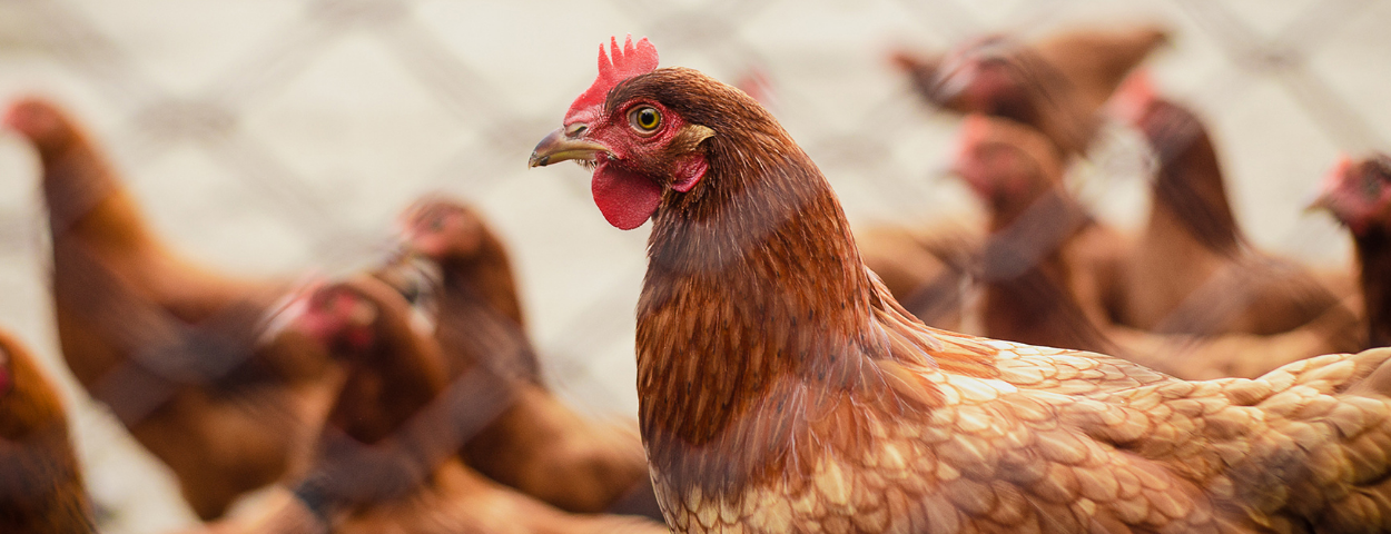 leghenkippluimveevogelgriepophokplicht-1250