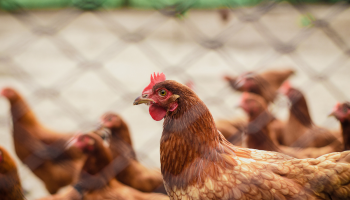 Vierde vogelgriepbesmetting bevestigd in West-Vlaanderen