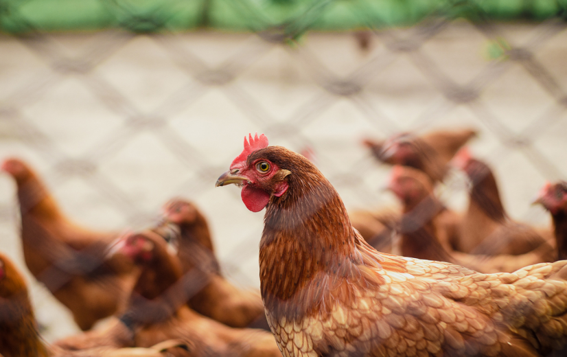 Man in Mexico overleed toch niet door H5N2-vogelgriep, zegt WHO