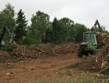 Vooral in Limburg komt er FSC-gecertificeerd bos bij