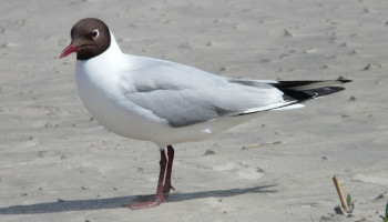 Besmeurde vogels en minder vissen waargenomen na olielek in Deurganckdok