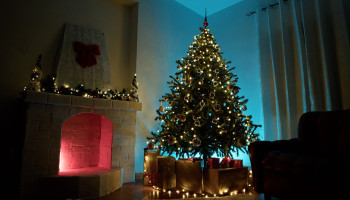 Kerstboom recycling: composteren, aan alpaca’s voederen of zelf opeten?