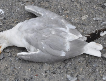 Dode wilde vogels in Berlare niet besmet met vogelgriep
