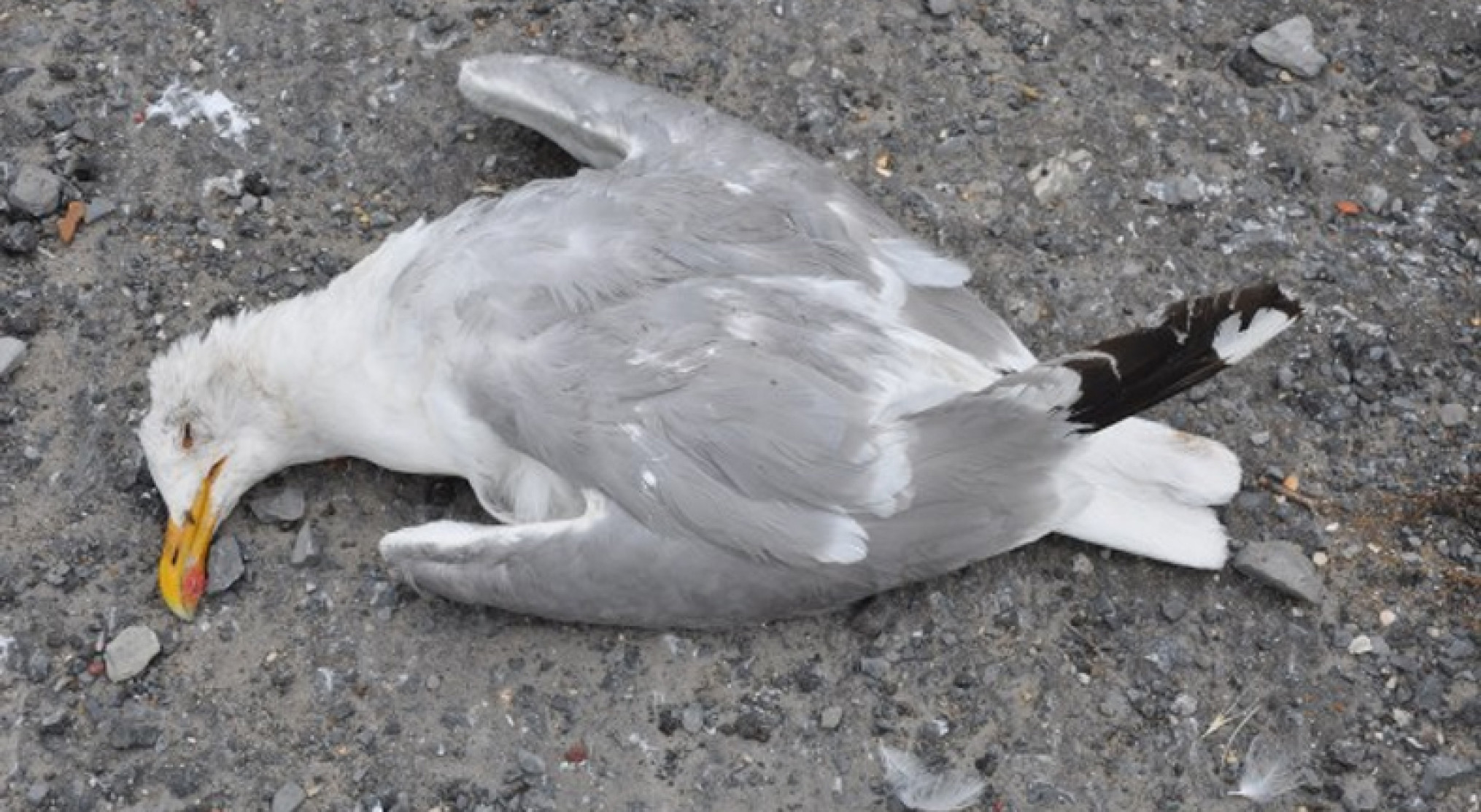 Burgers kunnen meehelpen vogelgriep in kaart te brengen