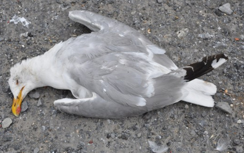 Burgers kunnen meehelpen vogelgriep in kaart te brengen
