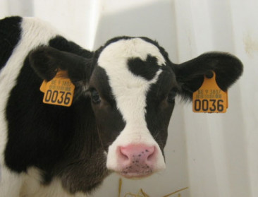 Minister praat opnieuw met boer die dupe is van natuur