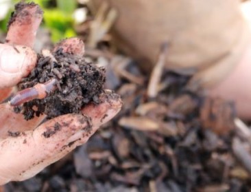 Bepalen we in de toekomst de bodemgezondheid aan de hand van miscroscopisch bodemleven?