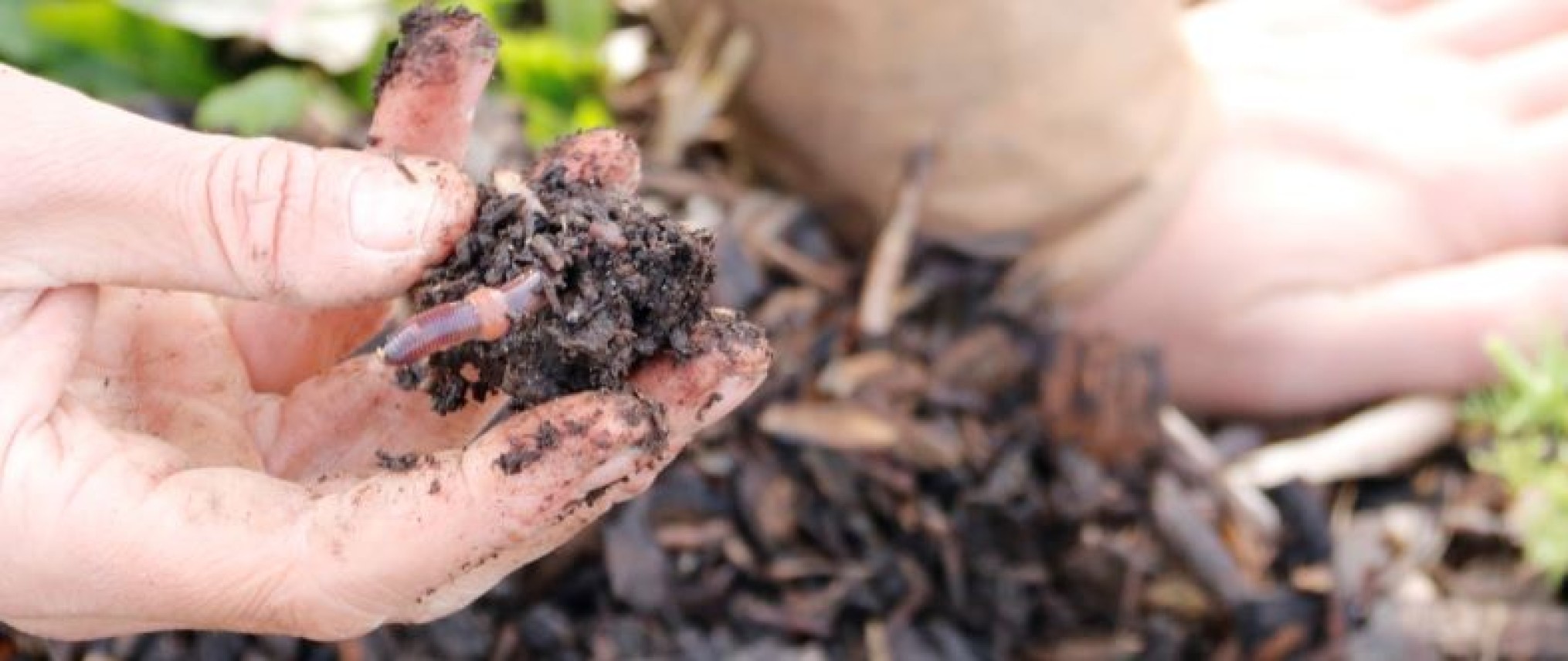 Soil Health Conference:  Harnessing biodiversity for better agronomy