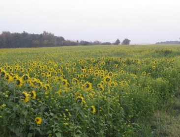 Boeren breken zich het hoofd over nieuwe mestactieplan
