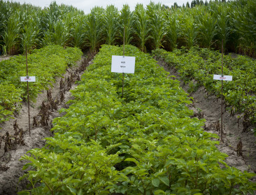 Europese Commissie zet licht op groen voor 19 ggo's