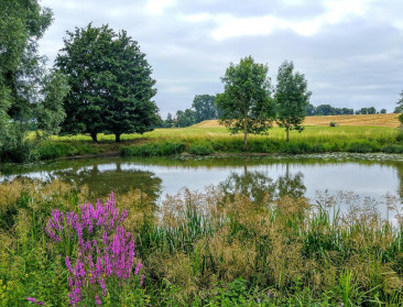 Vier vragen over de natuurherstelwet: Wat staat Vlaanderen te wachten?