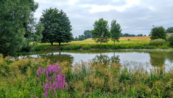 Zorgt Oostenrijkse bocht voor goedkeuring natuurherstelwet?