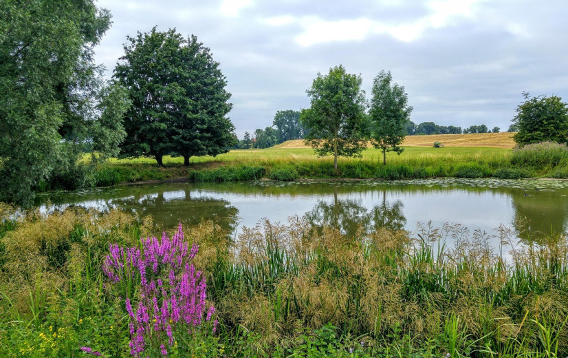 Vier vragen over de natuurherstelwet: Wat staat Vlaanderen te wachten?