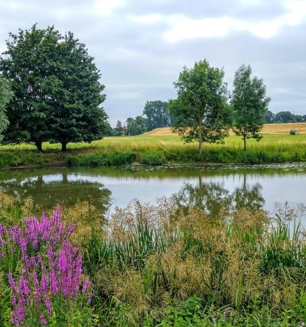 Voorstel tot vereenvoudiging milieuregels: Commissie wil stresstest voor Vogel- en Habitatrichtlijn
