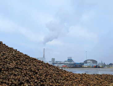 Wordt de suikerbiet de nieuwe bron van drinkwater in Vlaams-Brabant?