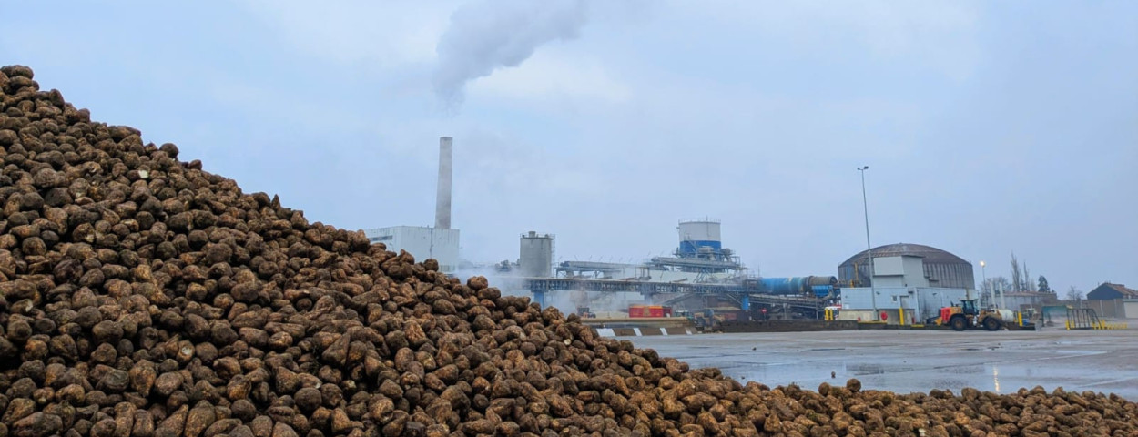 Suikerbieten Tiense Jozefien