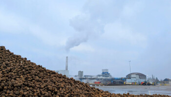 Wordt de suikerbiet de nieuwe bron van drinkwater in Vlaams-Brabant?